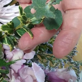 Floranthropist - Chewed leaves - Florists Near Me - Redding, California Floranthropist - Chewed leaves - Florists Near Me - Redding, California