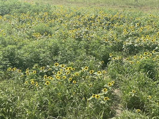 Columbia Bottom Conservation Area by null