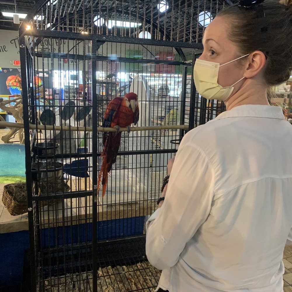 Exotic Tropical Pet World - Scarlet macaw - Local Fish Stores Near Me - McAllen, Texas Exotic Tropical Pet World - Scarlet macaw - Local Fish Stores Near Me - McAllen, Texas