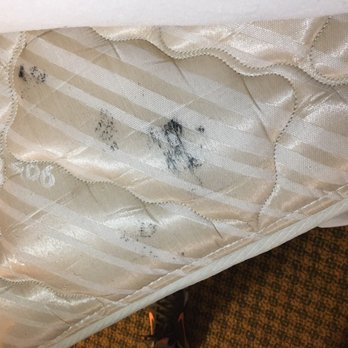 Ramada Overland Park - This is the mattress. Unlikely bedbugs but very likely mold. - Hotels Near Me - Overland Park, Kansas Ramada Overland Park - This is the mattress. Unlikely bedbugs but very likely mold. - Hotels Near Me - Overland Park, Kansas