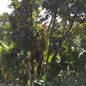 Island Trees - Island trees company did a great job cutting our tree branches, EXCELLENT JOB !!!!! - Tree Services Near Me