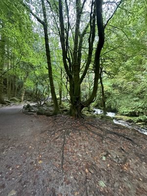 Torc Waterfall by null