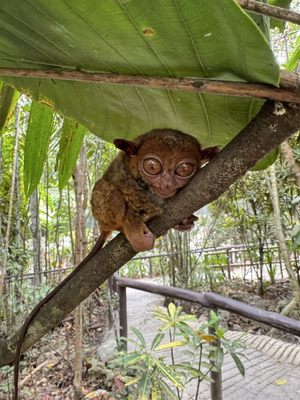 Philippine Tarsier Sanctuary by null
