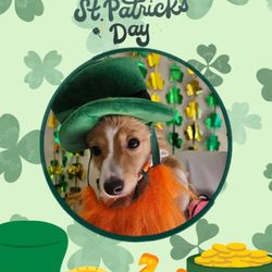 Panorama Pet Hospital - St Patrick's Day Pic
