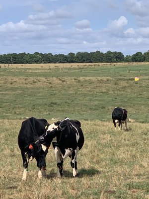 Howling Cow Dairy Education Center and Creamery by null