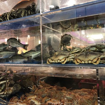 Golden Palace - Dim Sum Near Me - Brooklyn, New York Golden Palace - Dim Sum Near Me - Brooklyn, New York