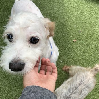 New Tampa Pet Resort - Pet Boarding Near Me - Lutz, Florida