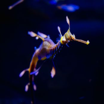 Birch Aquarium - Weedy Seadragon - Aquariums Near Me - La Jolla, California Birch Aquarium - Weedy Seadragon - Aquariums Near Me - La Jolla, California