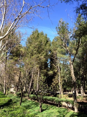 Parque de la Quinta de los Molinos by null