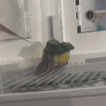 Petco - Conure stuck - Pet Training Near Me - Beaumont, California