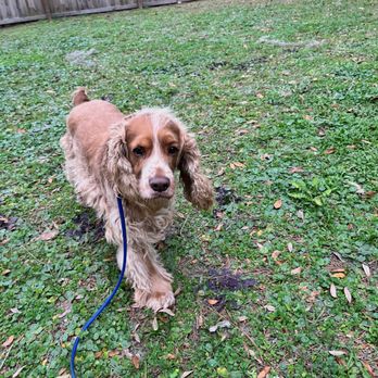 Floridas Balanced Dog Training - Pet Training Near Me Floridas Balanced Dog Training - Pet Training Near Me