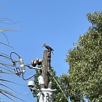 City of Ocala - Woodpeckers! - Local Flavor Near Me