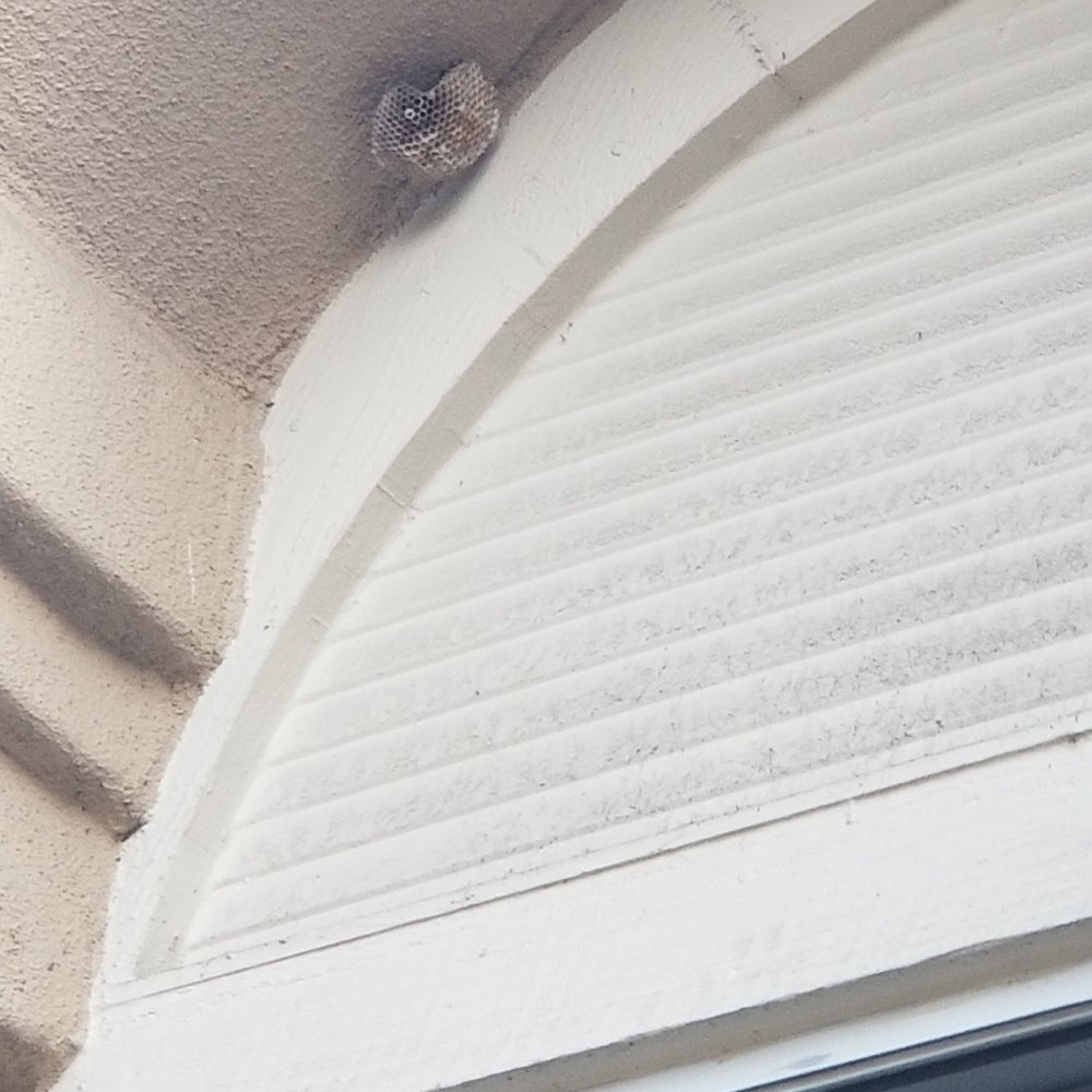 San Marco Apartment Homes - One of several wasp nest located on unit. When they knock them down they never remove entire nest and treat so wasps continue making. - Apartments Near Me - Irvine, California San Marco Apartment Homes - One of several wasp nest located on unit. When they knock them down they never remove entire nest and treat so wasps continue making. - Apartments Near Me - Irvine, California