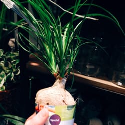 Ginkgo Blommor & Inredning AB - Får det lova att va en Elefantfot?