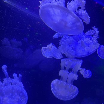 Jellyfish Museum - Museums Near Me - Pompano Beach, Florida Jellyfish Museum - Museums Near Me - Pompano Beach, Florida