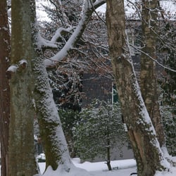 Heilquelle Wiedenest - In einem Baumkreis plätschert die Wiedenestquelle