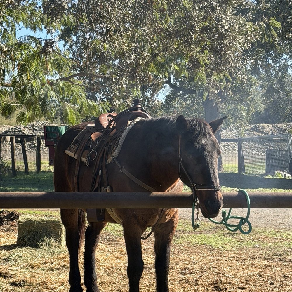 Shadow Glen Family Stables - Horse! - Horseback Riding Near Me - Fair Oaks, California Shadow Glen Family Stables - Horse! - Horseback Riding Near Me - Fair Oaks, California