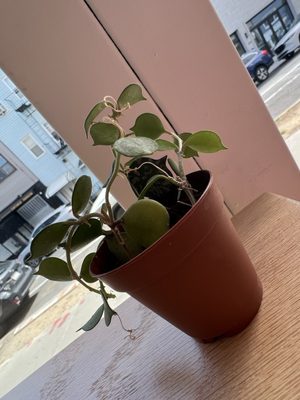 Montemug Coffee by null