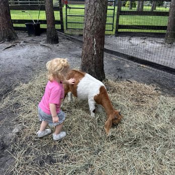 Out Of Sight Alpacas - Baby Goat - Attraction Farms Near Me - Waretown, New Jersey Out Of Sight Alpacas - Baby Goat - Attraction Farms Near Me - Waretown, New Jersey