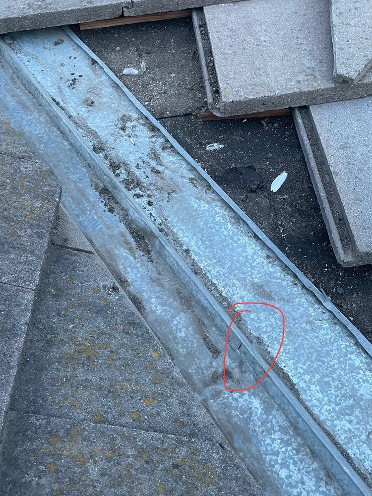Slide of Lukas Pigeon Removal & Gutter Cleaning