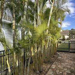 Suntree Landscaping