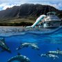 Photo of Dolphins and You