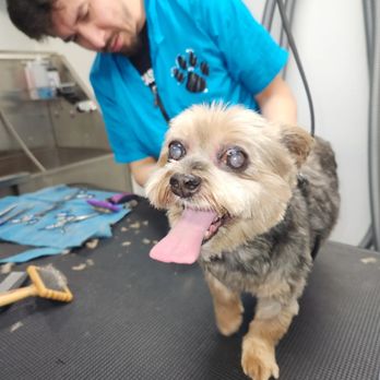 Classy Paws Pet Styling - Pet Groomers Near Me Classy Paws Pet Styling - Pet Groomers Near Me