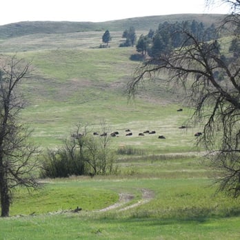 Custer State Park - I love the open space of this state park - Parks Near Me - Custer, South Dakota Custer State Park - I love the open space of this state park - Parks Near Me - Custer, South Dakota