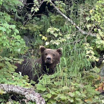 Alaska West Air - Bear at Wolverine Creek - Fishing Near Me - Nikiski, Alaska Alaska West Air - Bear at Wolverine Creek - Fishing Near Me - Nikiski, Alaska