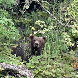 Alaska West Air - Bear at Wolverine Creek