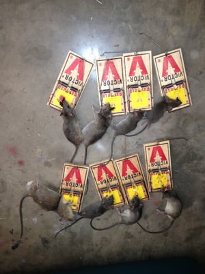 Triple L Pest Control