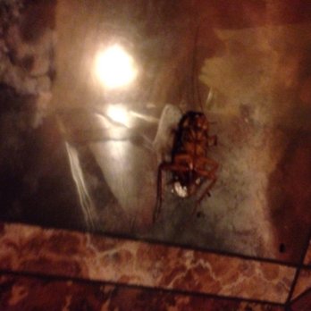 Scottish Inns - Dead roach in bathroom - Hotels Near Me - Whittier, California