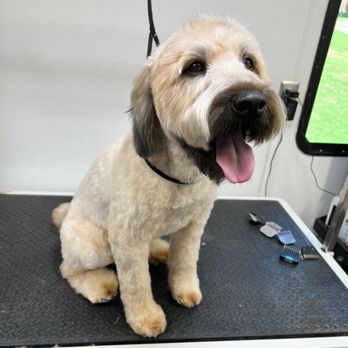 Friendly Furscapes - All services come with nail clipping/grinding, ear cleaning, anal gland expression, paw pad trimming, blueberry facial, etc - Pet Groomers Near Me Friendly Furscapes - All services come with nail clipping/grinding, ear cleaning, anal gland expression, paw pad trimming, blueberry facial, etc - Pet Groomers Near Me
