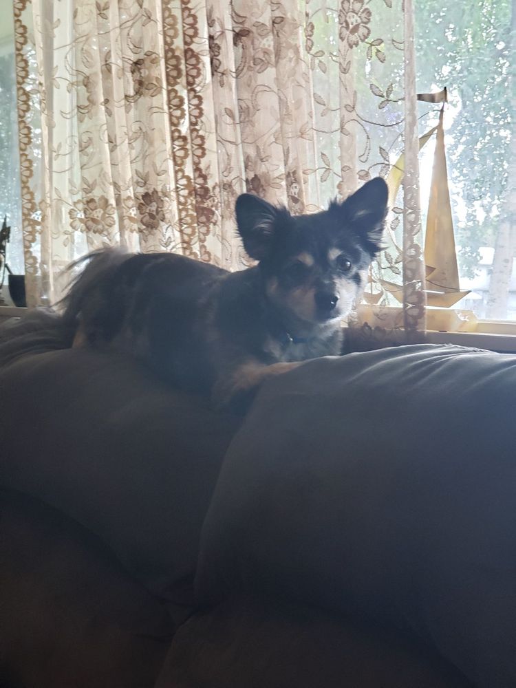 AFFORDABLE PET GROOMING Updated September 2024 675 W Wasair Dr