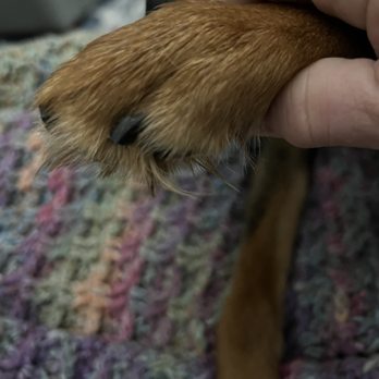 PetSmart Grooming - Second paw...all 4 were not done. - Pet Stores Near Me - Monaca, Pennsylvania