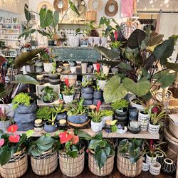 Kona Treehouse - Plants and vessels