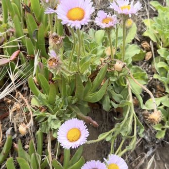 Fort Funston - I love these ocean daisies!! - Parks Near Me - San Francisco, California Fort Funston - I love these ocean daisies!! - Parks Near Me - San Francisco, California