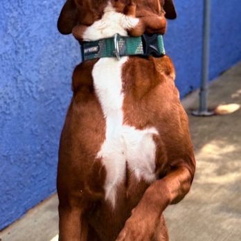 Blue Dog Ranch - Archie - Pet Training Near Me - Burbank, California