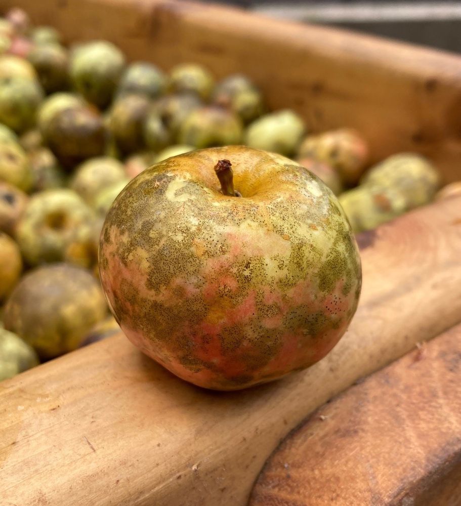 Barn Door Ciderworks Logo