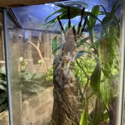 Tarantula