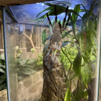 Long Island Aquarium - Tarantula - Aquariums Near Me - Riverhead, New York