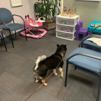 Chiropractic First - Dogs - Chiropractors Near Me - Campbell, California Chiropractic First - Dogs - Chiropractors Near Me - Campbell, California