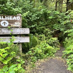 Cascade Head Trail - Cascade Head, Lower Nature Conservancy Trail