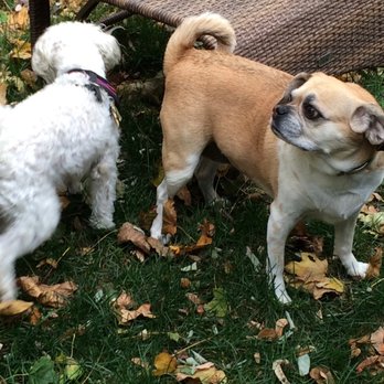 Cambridge Canines - having a play date with a special beau - Dog Walkers Near Me - Cambridge, Massachusetts