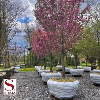 Stecks Nursery And Landscaping - Stecks: Plant Sourcing - Nurseries & Gardening Near Me - Bethel, Connecticut Stecks Nursery And Landscaping - Stecks: Plant Sourcing - Nurseries & Gardening Near Me - Bethel, Connecticut