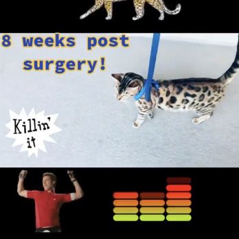Fido's Surgeon - Veterinarians Near Me - Escondido, California