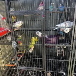 John's Feed & Pet Supplies - Gotten all my budgies from here all in perfect health I've had them 2 years now.