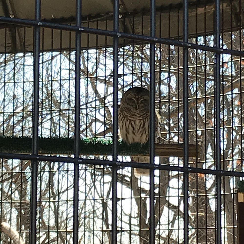 Crabtree Nature Center - A real live owl outside in the bird sanctuary - Hiking Near Me - Barrington, Illinois Crabtree Nature Center - A real live owl outside in the bird sanctuary - Hiking Near Me - Barrington, Illinois