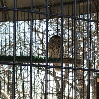 Crabtree Nature Center - A real live owl outside in the bird sanctuary - Hiking Near Me - Barrington, Illinois Crabtree Nature Center - A real live owl outside in the bird sanctuary - Hiking Near Me - Barrington, Illinois
