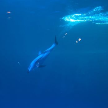 Shedd Aquarium - Aquariums Near Me - Chicago, Illinois Shedd Aquarium - Aquariums Near Me - Chicago, Illinois